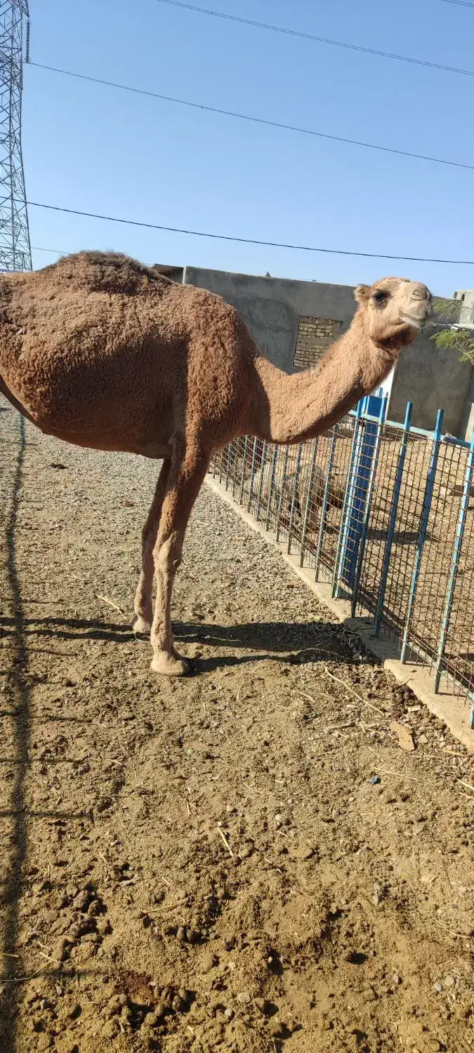 شتر ماده جوان چاق قصابی مالداری|حیوانات مزرعه|رضویه, |دیوار