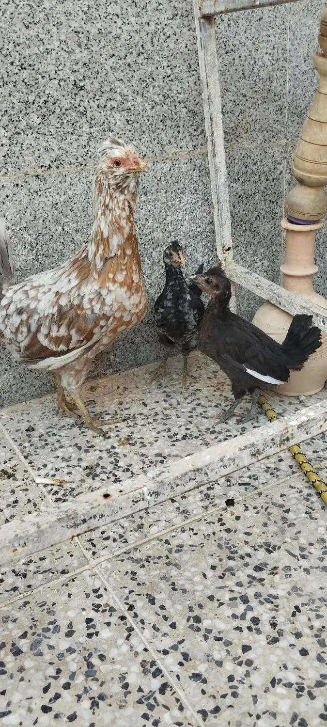 جوجه گلین و برهما اصل|حیوانات مزرعه|شیراز, کرونی(خاتونک)|دیوار