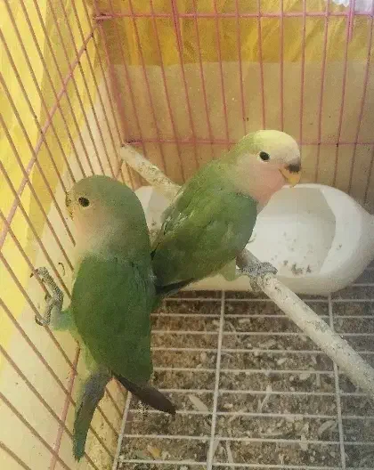 کوتوله تقریبا دستی|پرنده|خمینیشهر, |دیوار