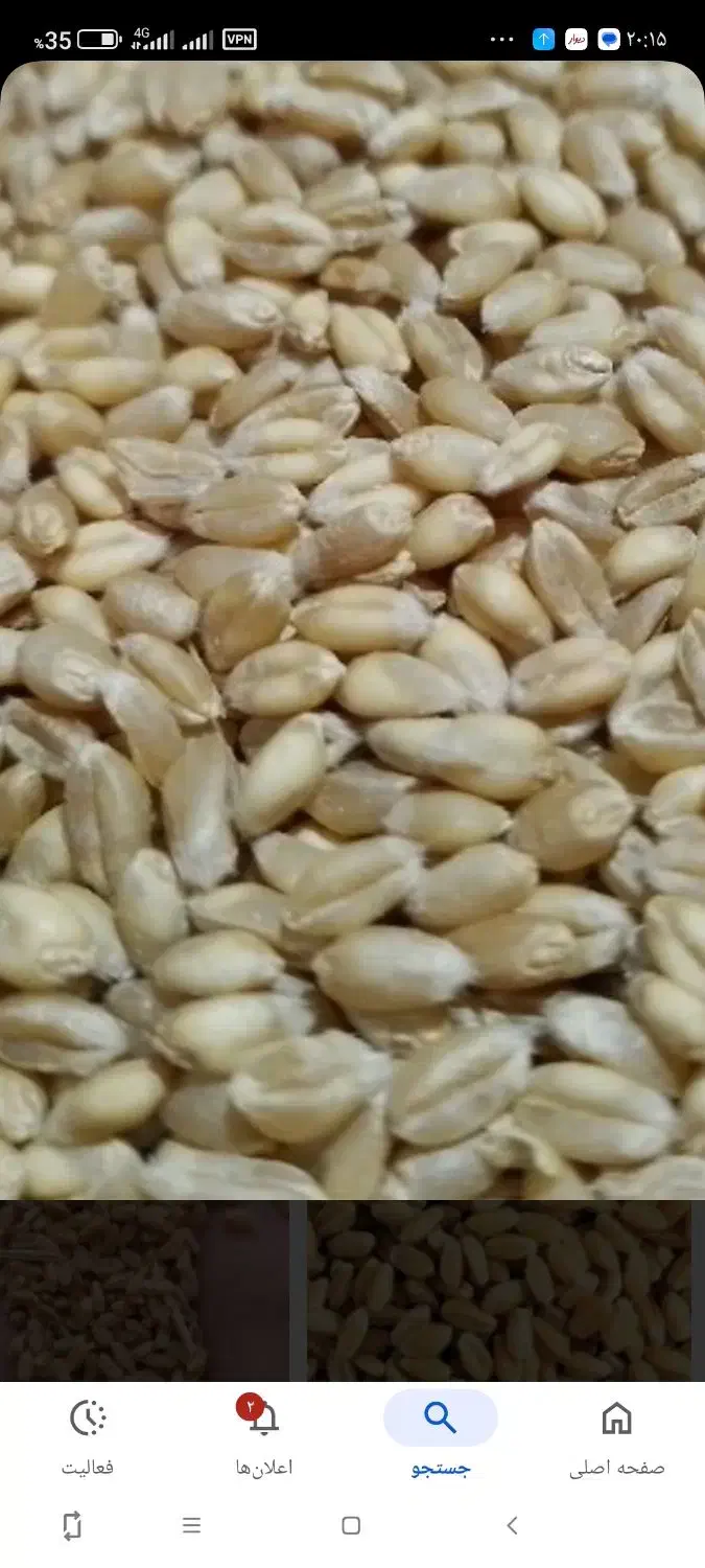 گندم بوجاری پیشگام درشت 10تن|عمده‌فروشی|باغ حلی, |دیوار