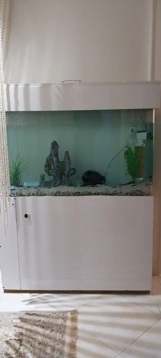 آکواریوم|ماهی|چهاردانگه (تهران), |دیوار