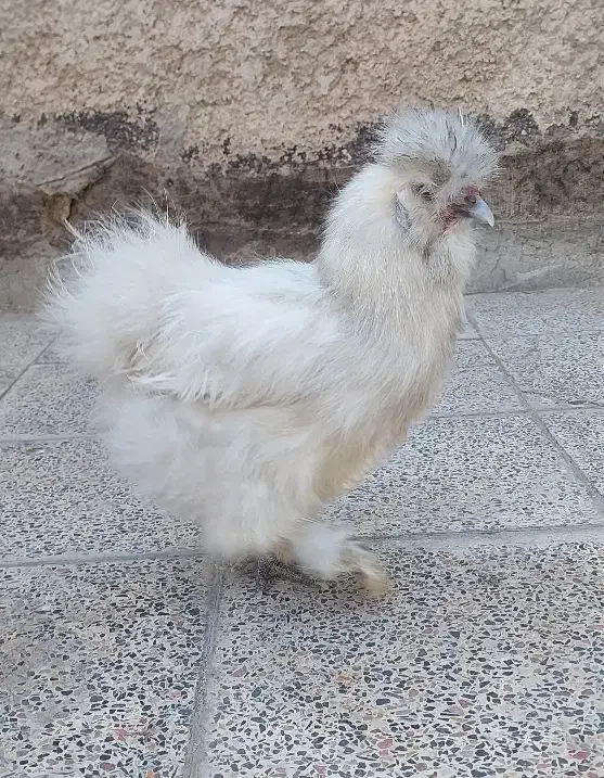 مرغ ابریشمی|حیوانات مزرعه|بهارستان, |دیوار