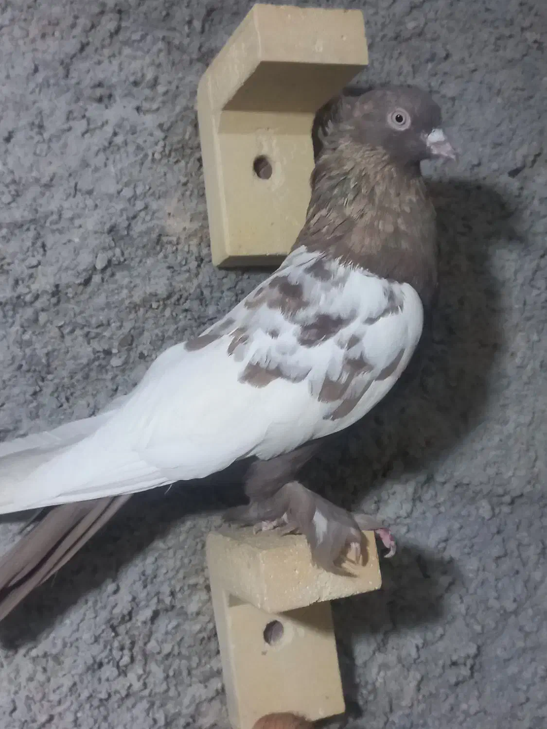 سفید عروس و سینه|پرنده|شیراز, کوشک میدان|دیوار