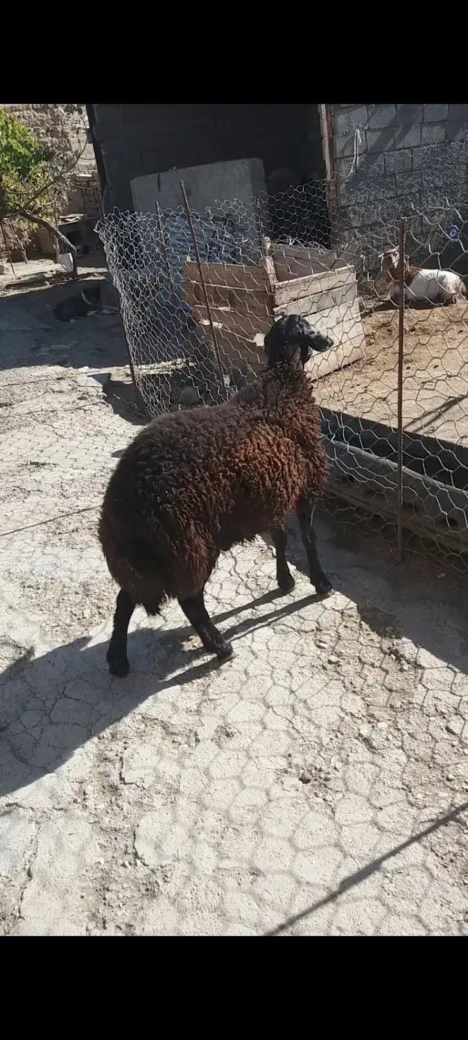 بره قوچ قزل اصل|حیوانات مزرعه|کوهدشت, |دیوار