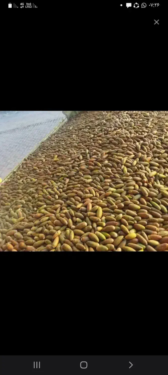 بلوط درجه یک|لوازم جانبی حیوانات|داراب, |دیوار