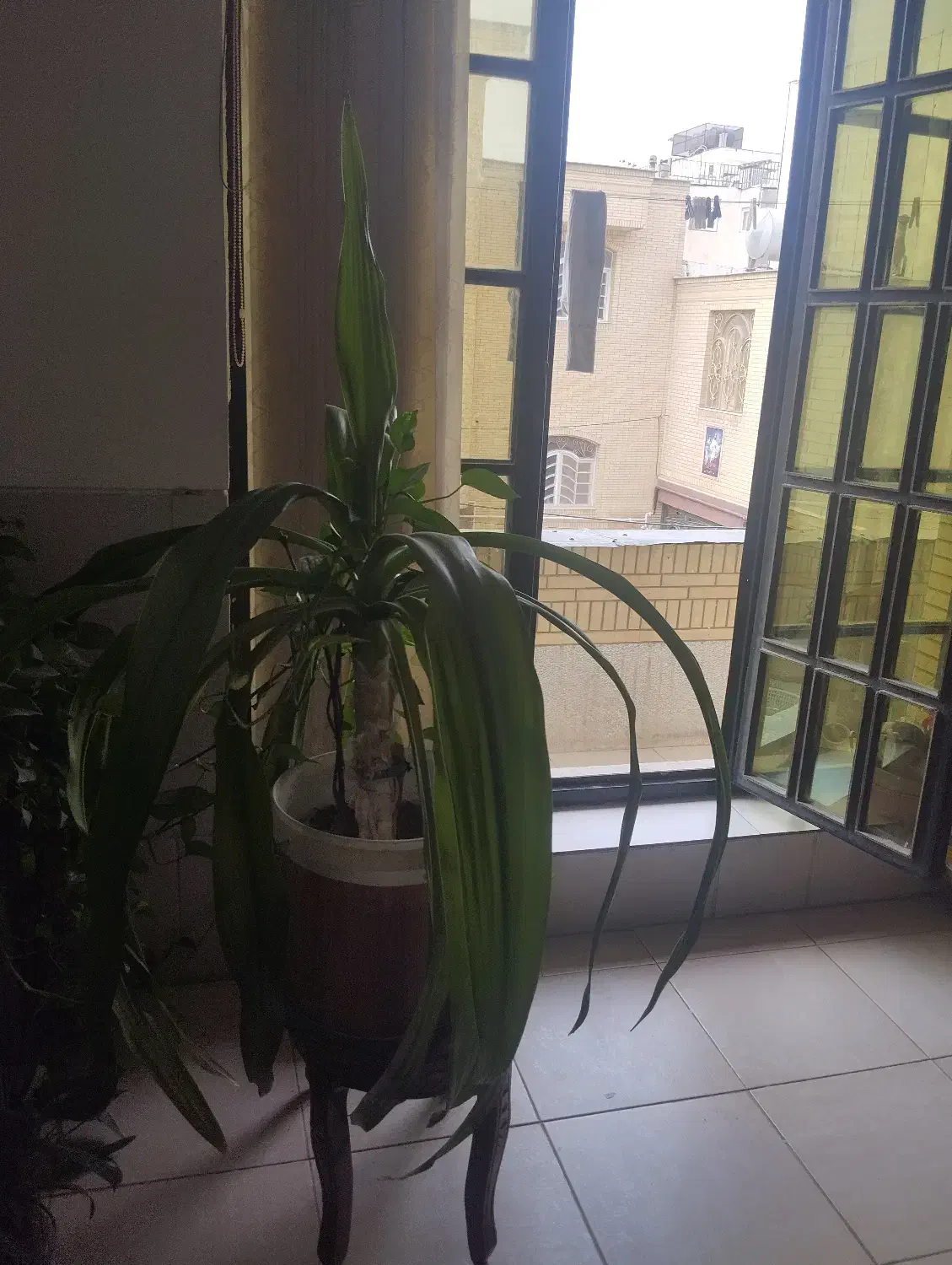 گل ذرتی|گل و گیاه طبیعی|شیراز, شهرک مخابرات|دیوار