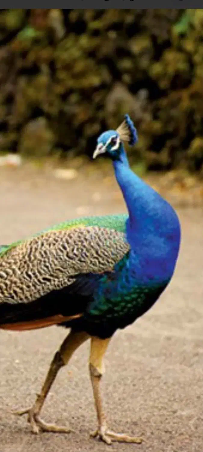 طاووس نرهندی بالق|پرنده|آمل, |دیوار