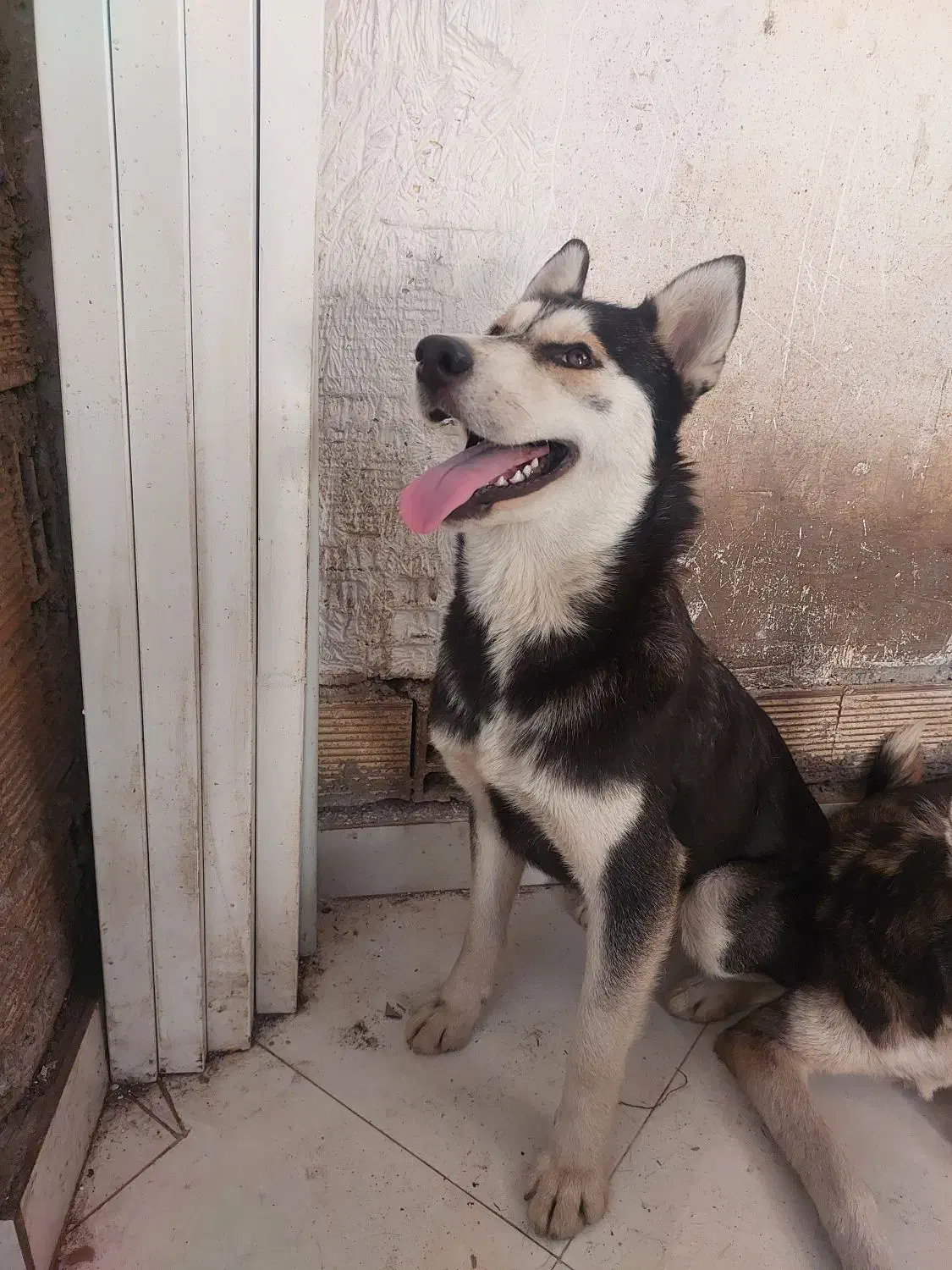 فروش هاسکی های ۱ ساله|سگ|سنگر, |دیوار