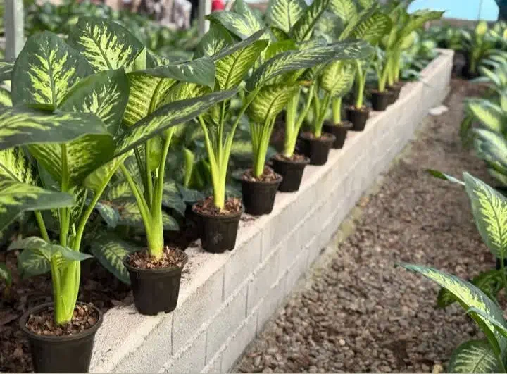 گل آپارتمانی|گل و گیاه طبیعی|لاهیجان, شهرک جانبازان|دیوار