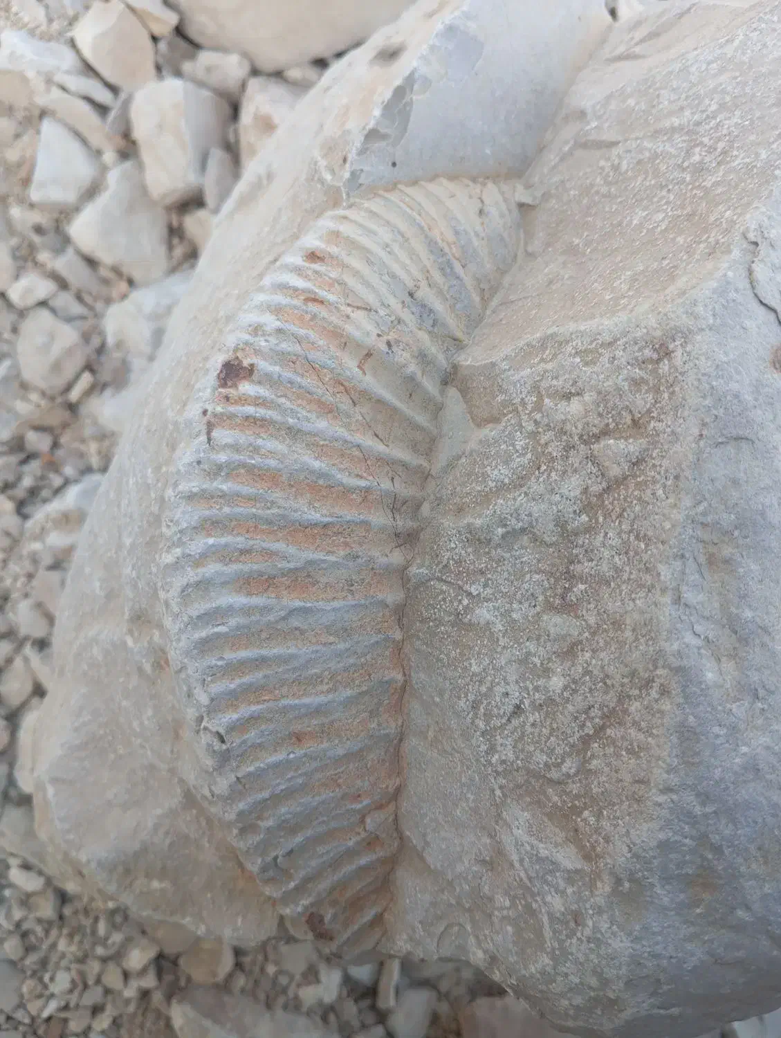 فسیل قدیمی جذاب|کلکسیون اشیاء عتیقه|بلوک, |دیوار