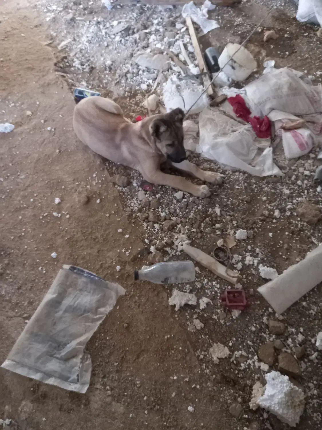 سگ گمشده|سگ|بروجرد, |دیوار