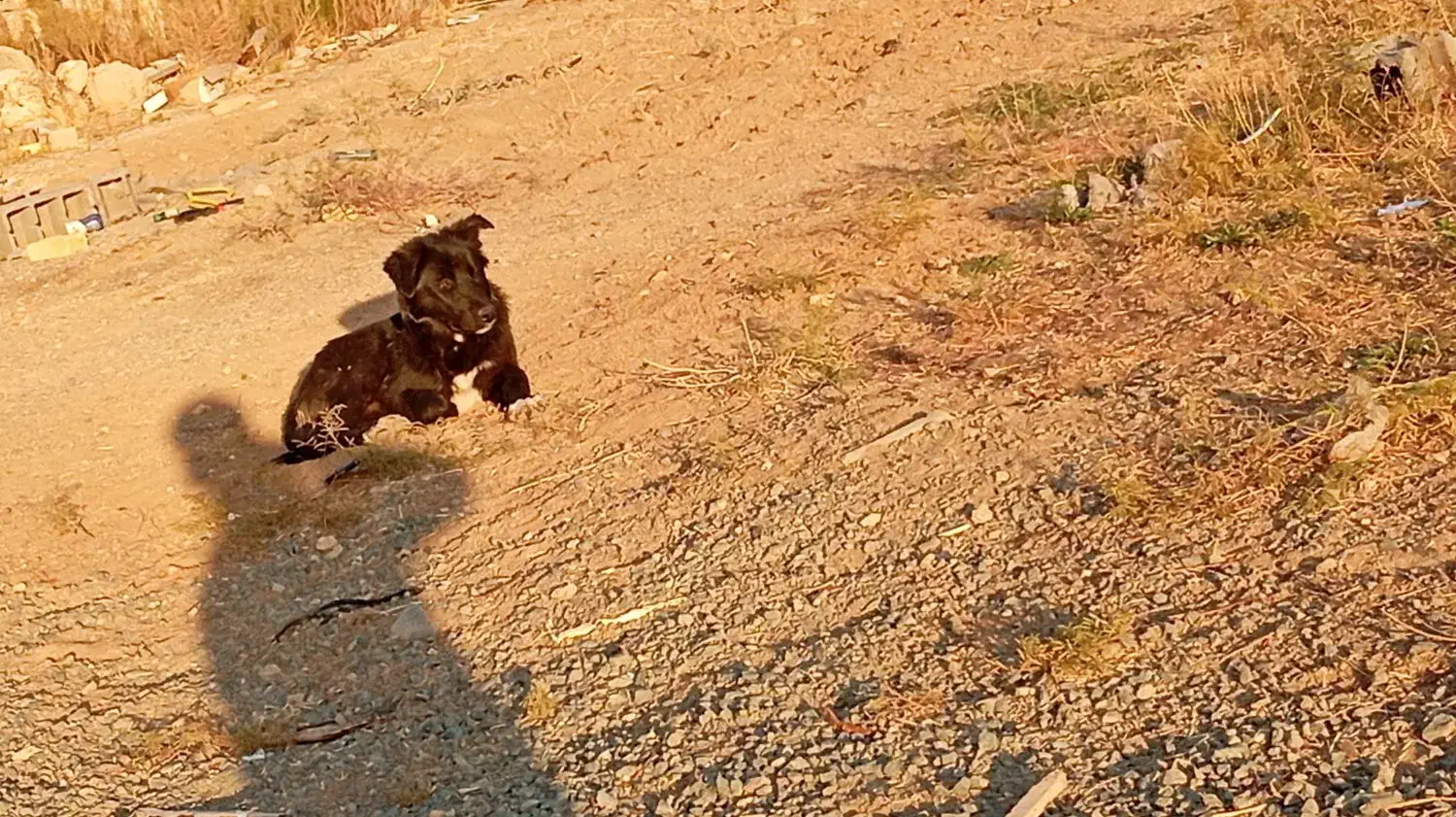 واگزاری|سگ|کرمانشاه, |دیوار