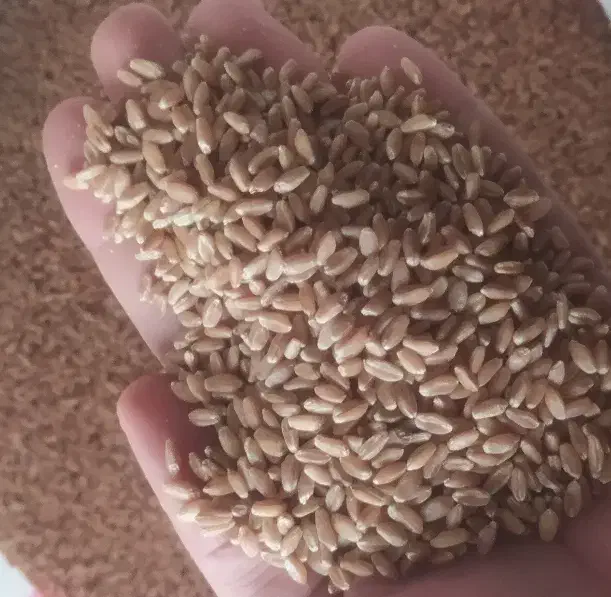 گندم مرغوب آفتاب|عمدهفروشی|گرمی, |دیوار