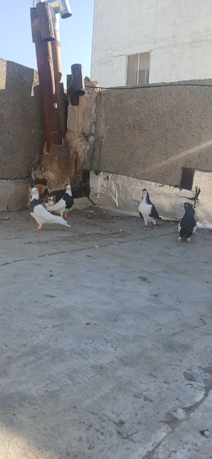 کبوترکفتر|پرنده|مشهد, آزادشهر|دیوار