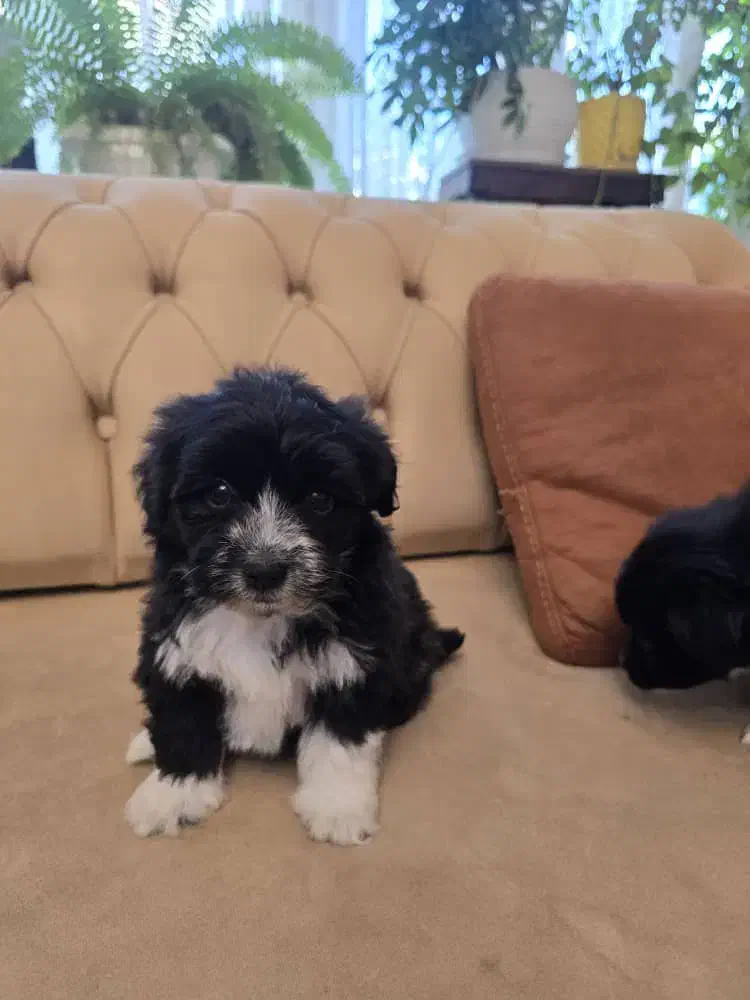 واگذاری سگ شیزو تریر|سگ|کرج, فاز ۲ مهرشهر|دیوار