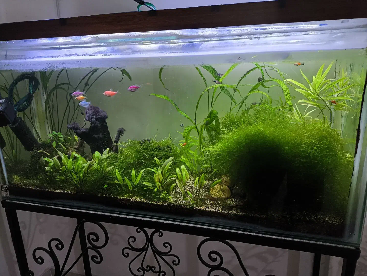 آکواریوم پلنت|ماهی|گرگان, |دیوار