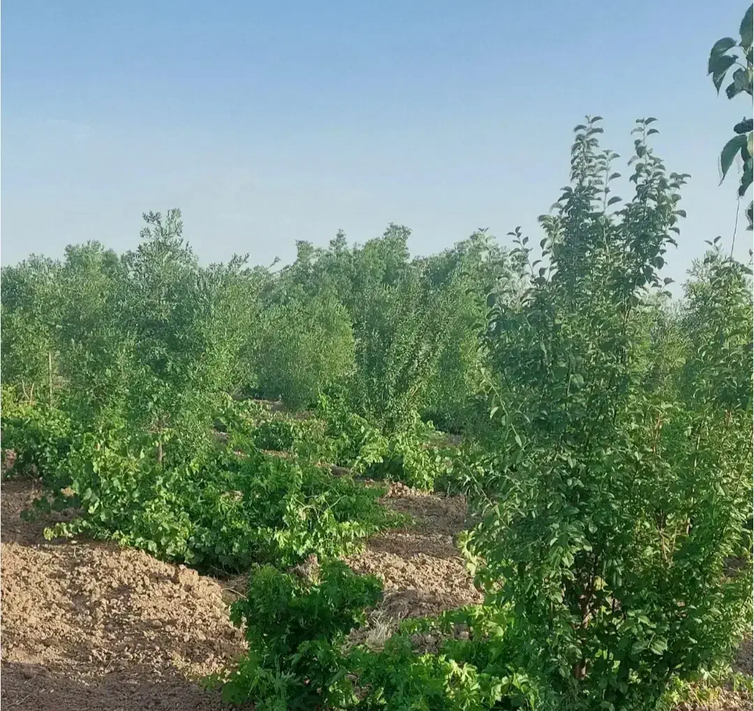 باغ فروشی|فروش دفتر صنعتی، کشاورزی، تجاری|خوسف, |دیوار