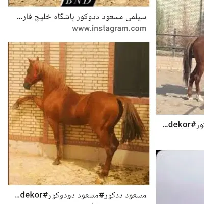 اسب دوسر|اسب و تجهیزات اسب‌سواری|اهواز, اسماعیلیه|دیوار