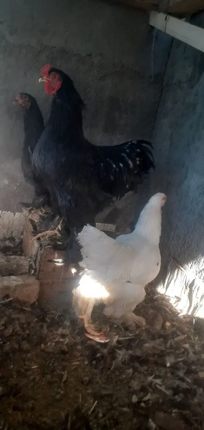 مرغ وخروس|حیوانات مزرعه|مبارکه, |دیوار