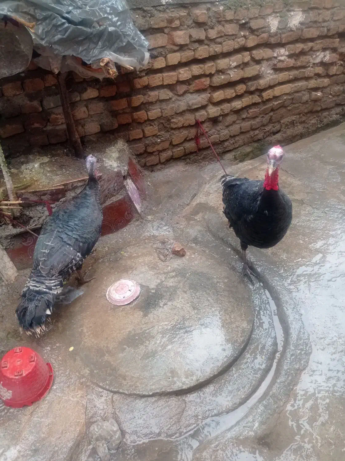 فروش پرنده وحیوان|حیوانات مزرعه|علیآباد کتول, |دیوار