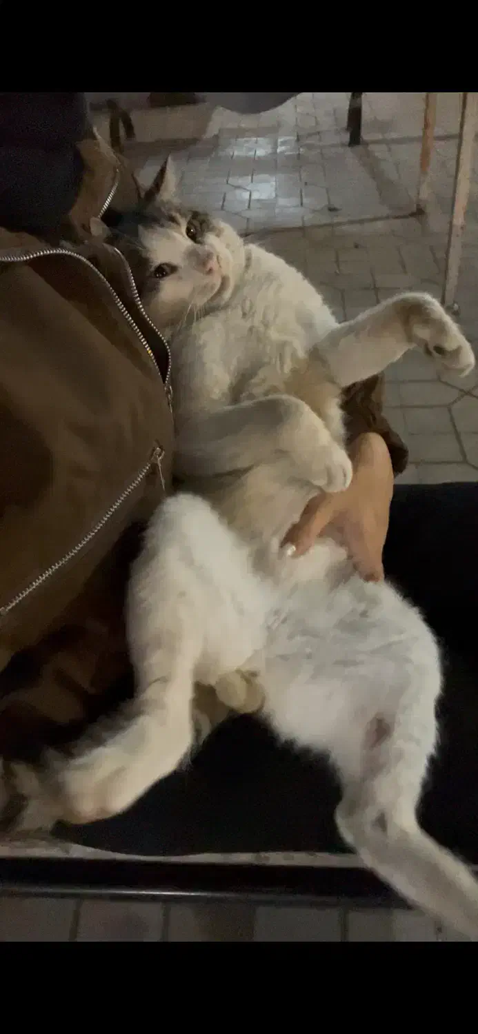 واگذاری گربه|گربه|سرخرود, |دیوار