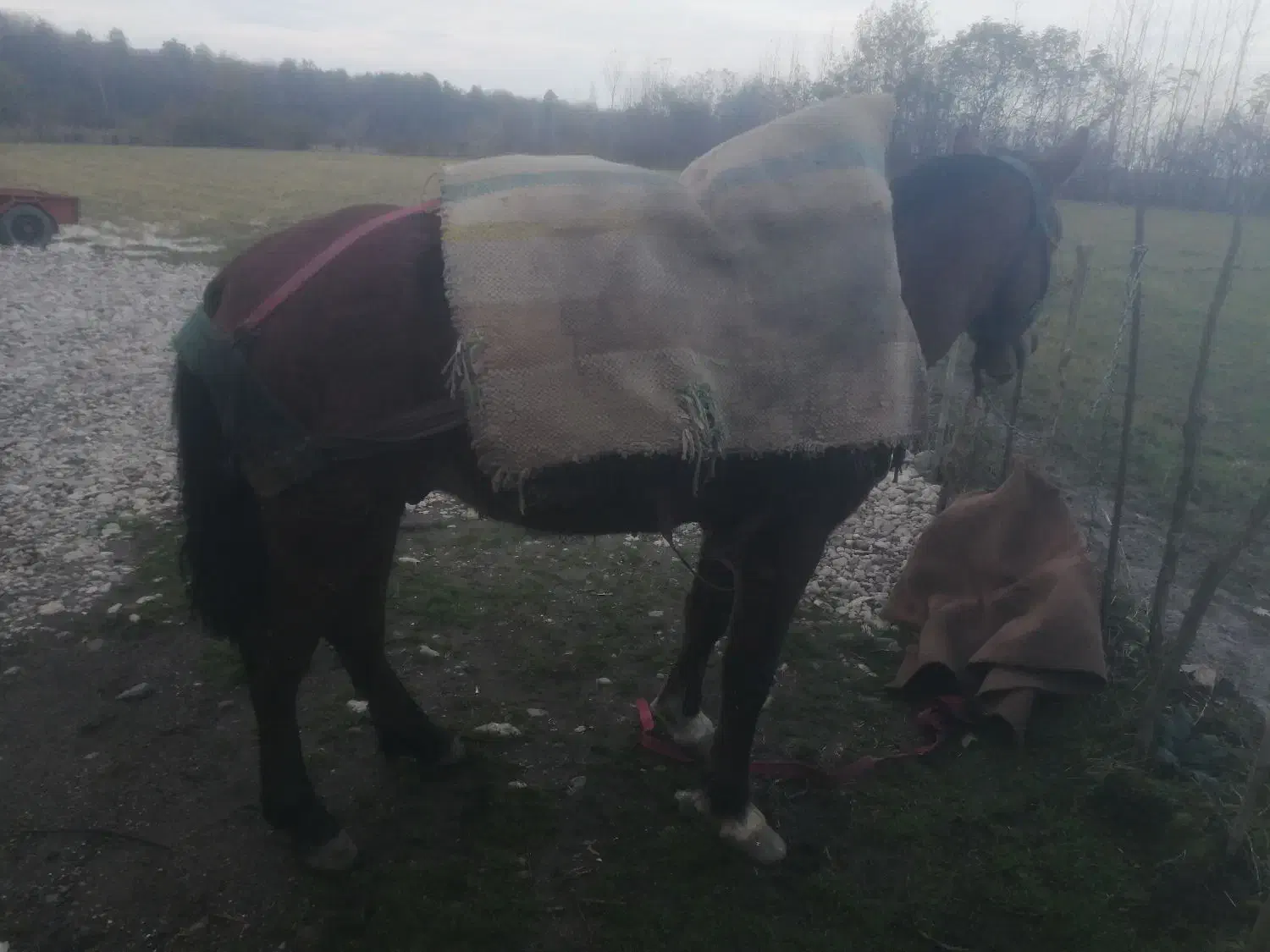 اسب 6 سال عاقل و باری|اسب و تجهیزات اسبسواری|نشتارود, |دیوار