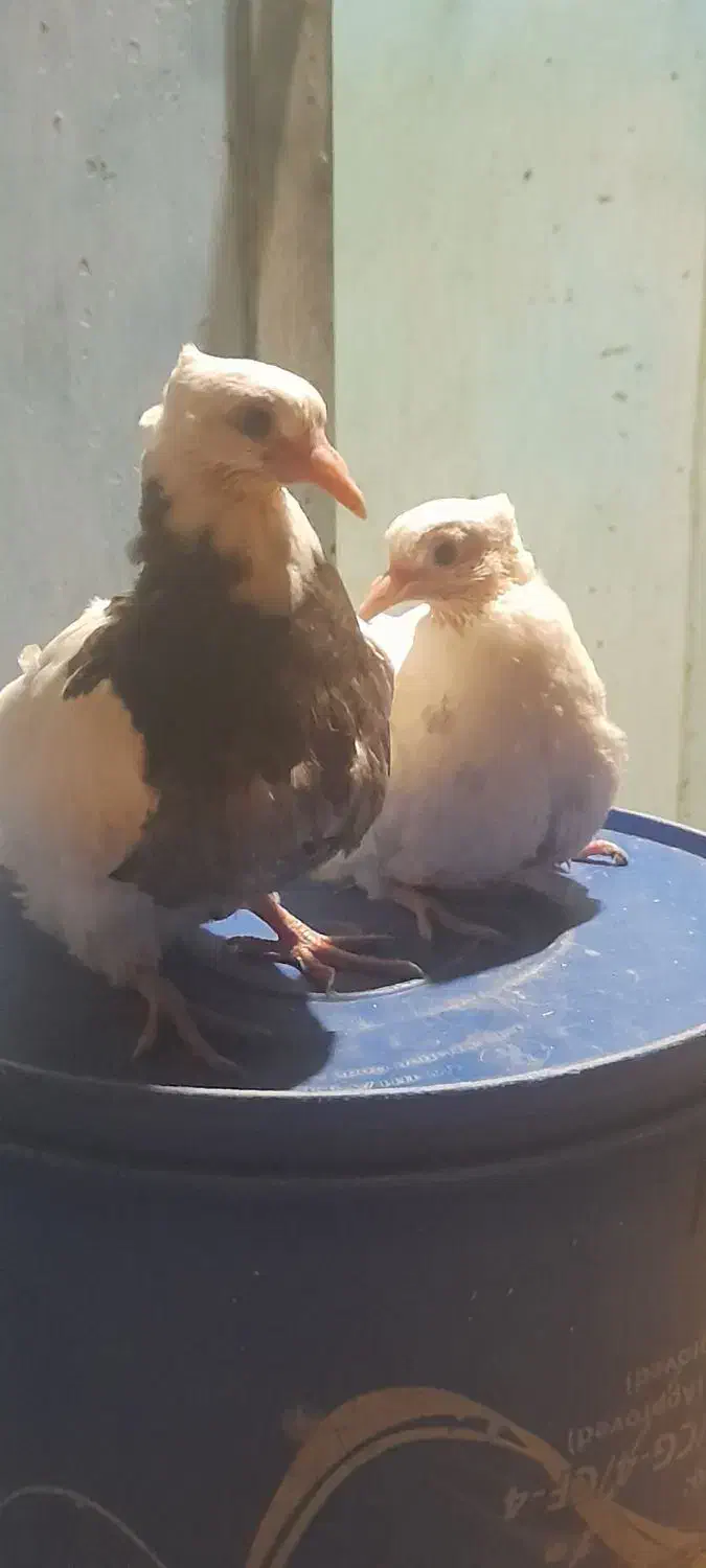 فروش تعدادی کبوتر|پرنده|دهدشت, |دیوار