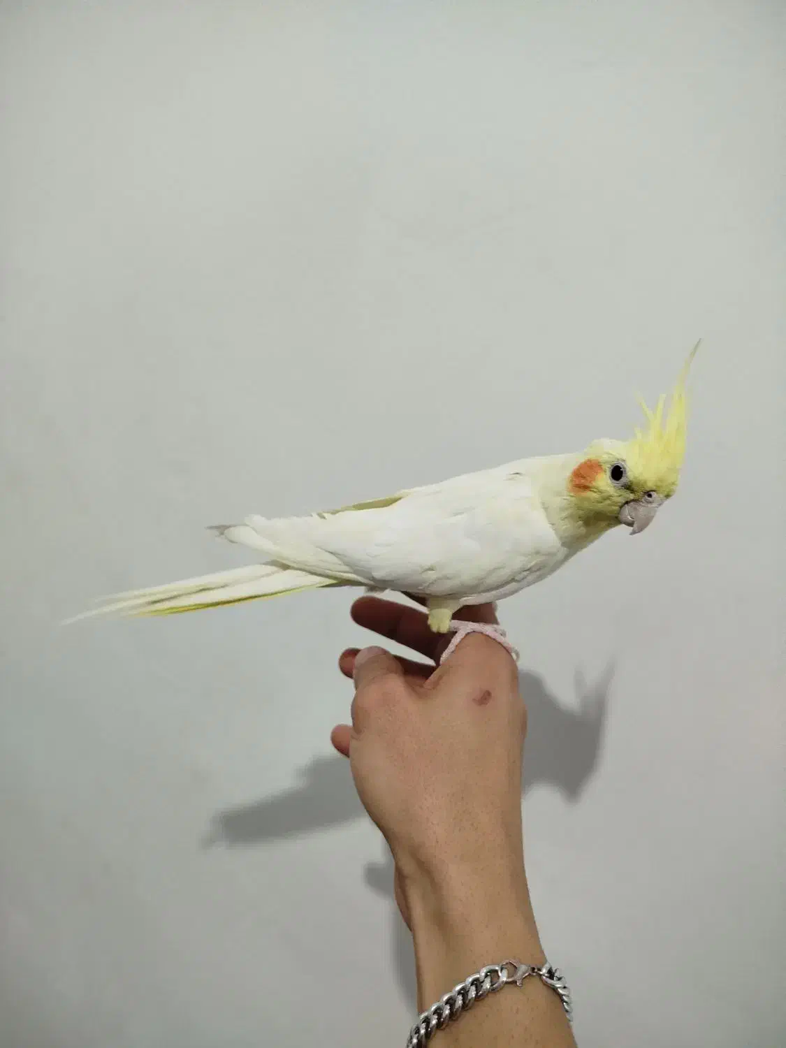 عروس هلندی|پرنده|قم, علی آباد سعدگان|دیوار