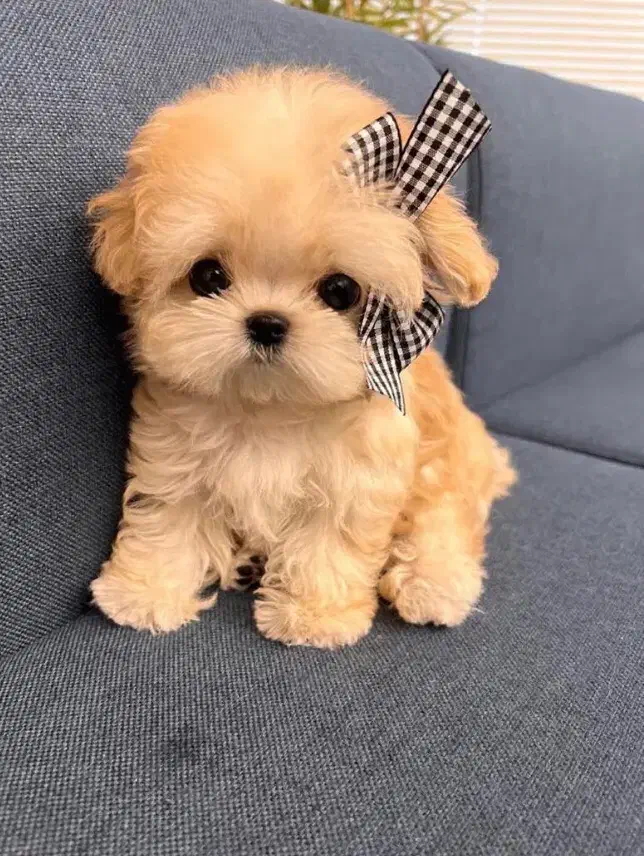 سگ مالتیپو قیمت ۶|سگ|قم, دورشهر|دیوار