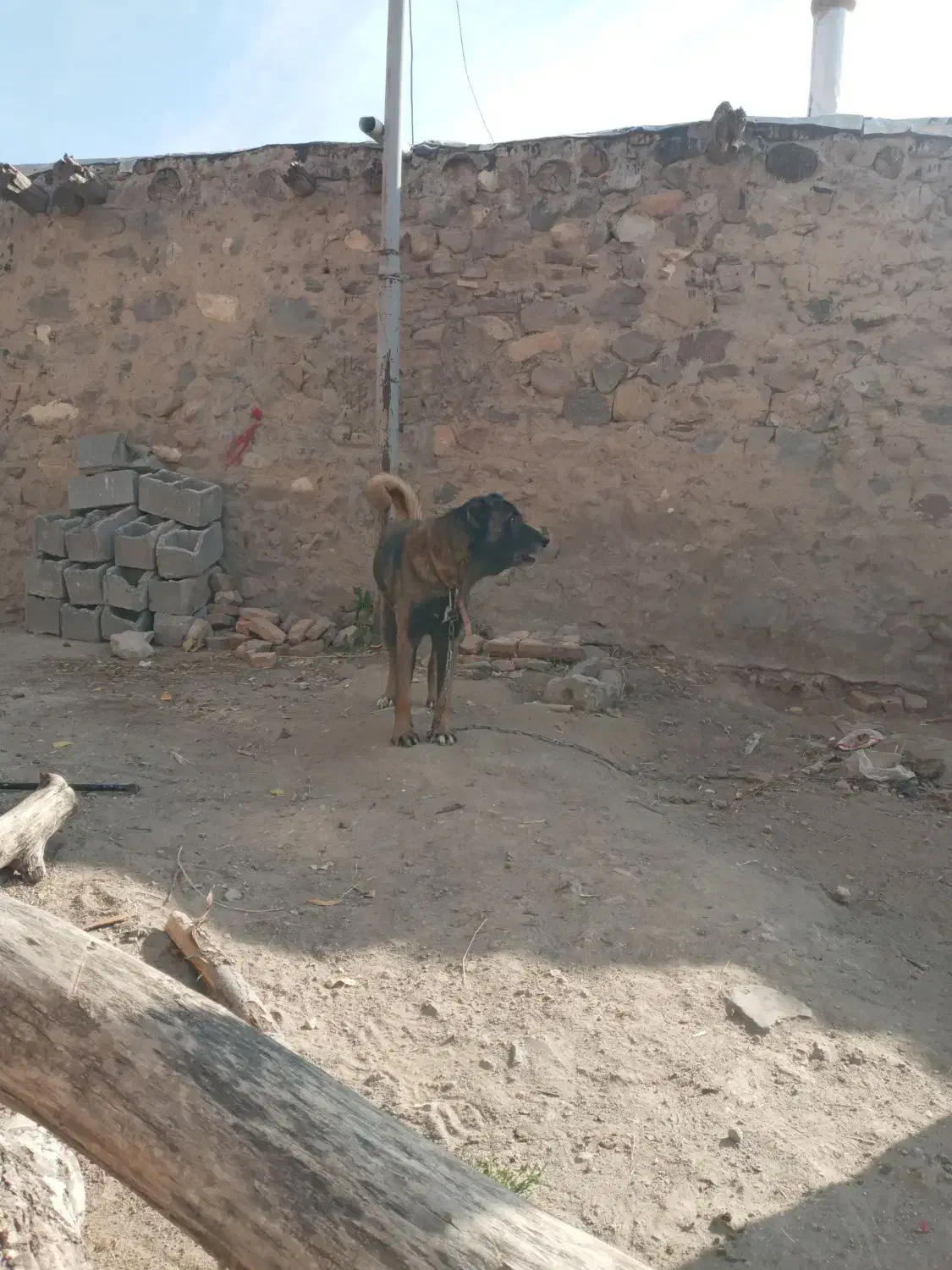 فروشی|سگ|بستان آباد, |دیوار