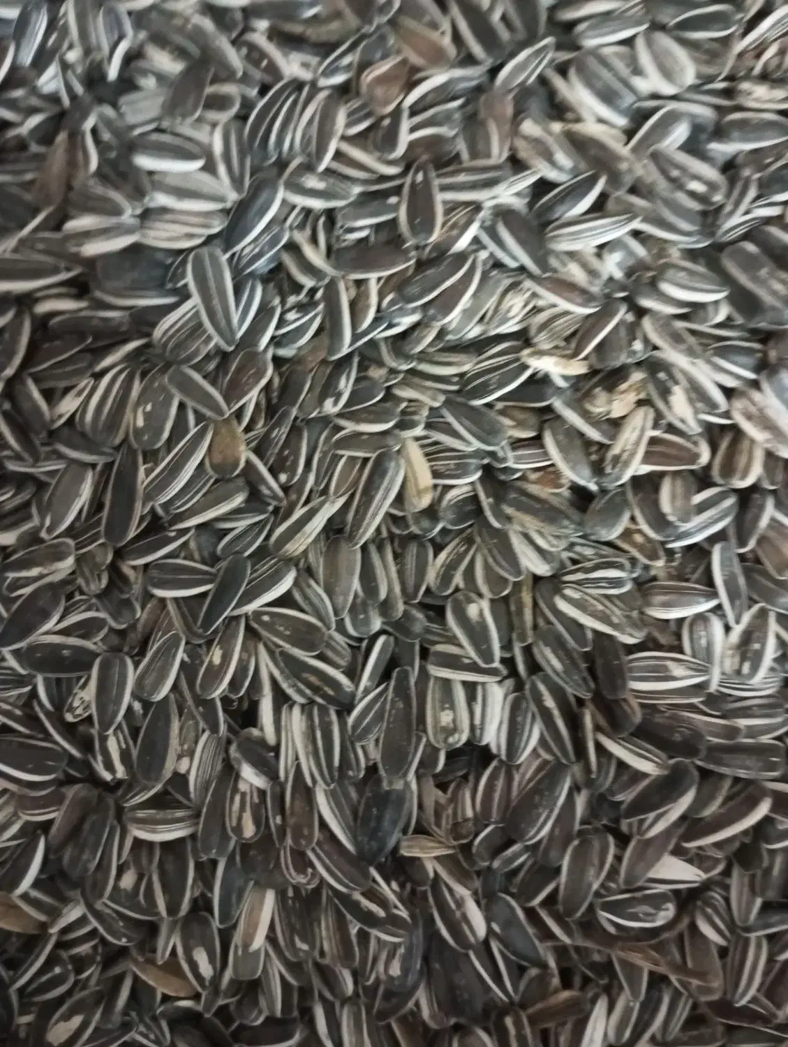 تخمه افتاب گردان|عمدهفروشی|رشت, کوی حسینی|دیوار