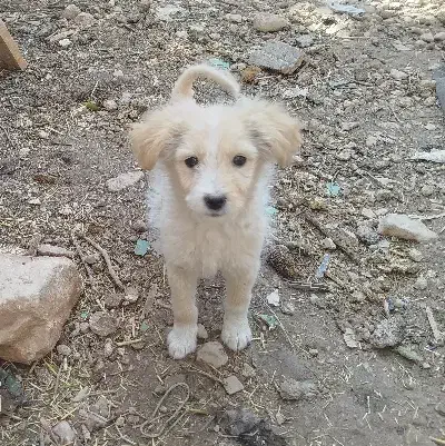 سگ پاکوتاه|سگ|شیراز, شاپورجان|دیوار