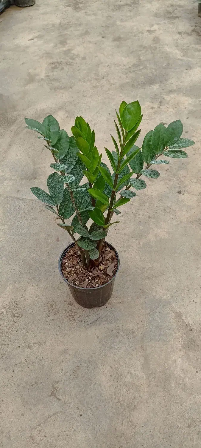 زاموفیلیا سبز|گل و گیاه طبیعی|اسالم, |دیوار