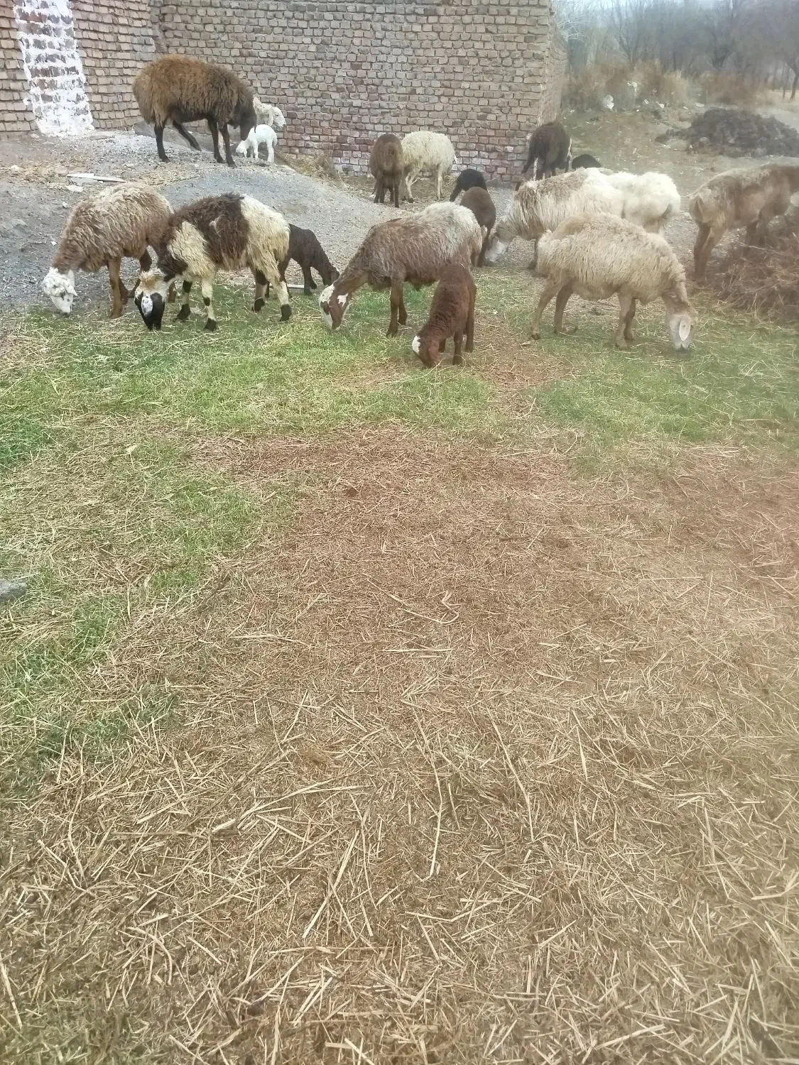 میش|حیوانات مزرعه|بیرجند, |دیوار