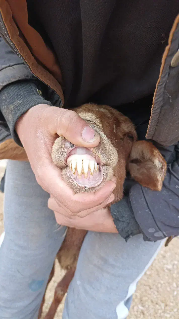 میش سالم|حیوانات مزرعه|چناران, |دیوار