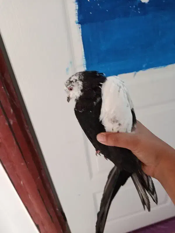 کفتر|پرنده|فردیس, شهرک سپاه|دیوار