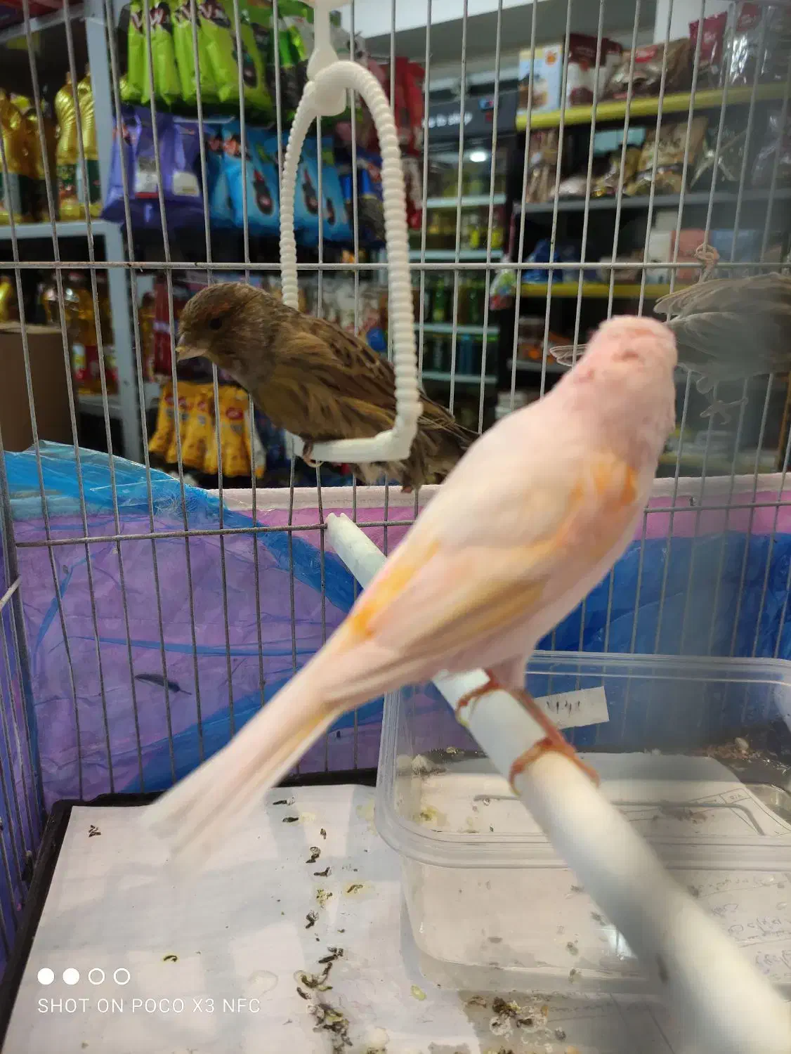 فروش موزایکی نر ریز خون چشم شرابی معاوضه با سهره|پرنده|جویبار, |دیوار