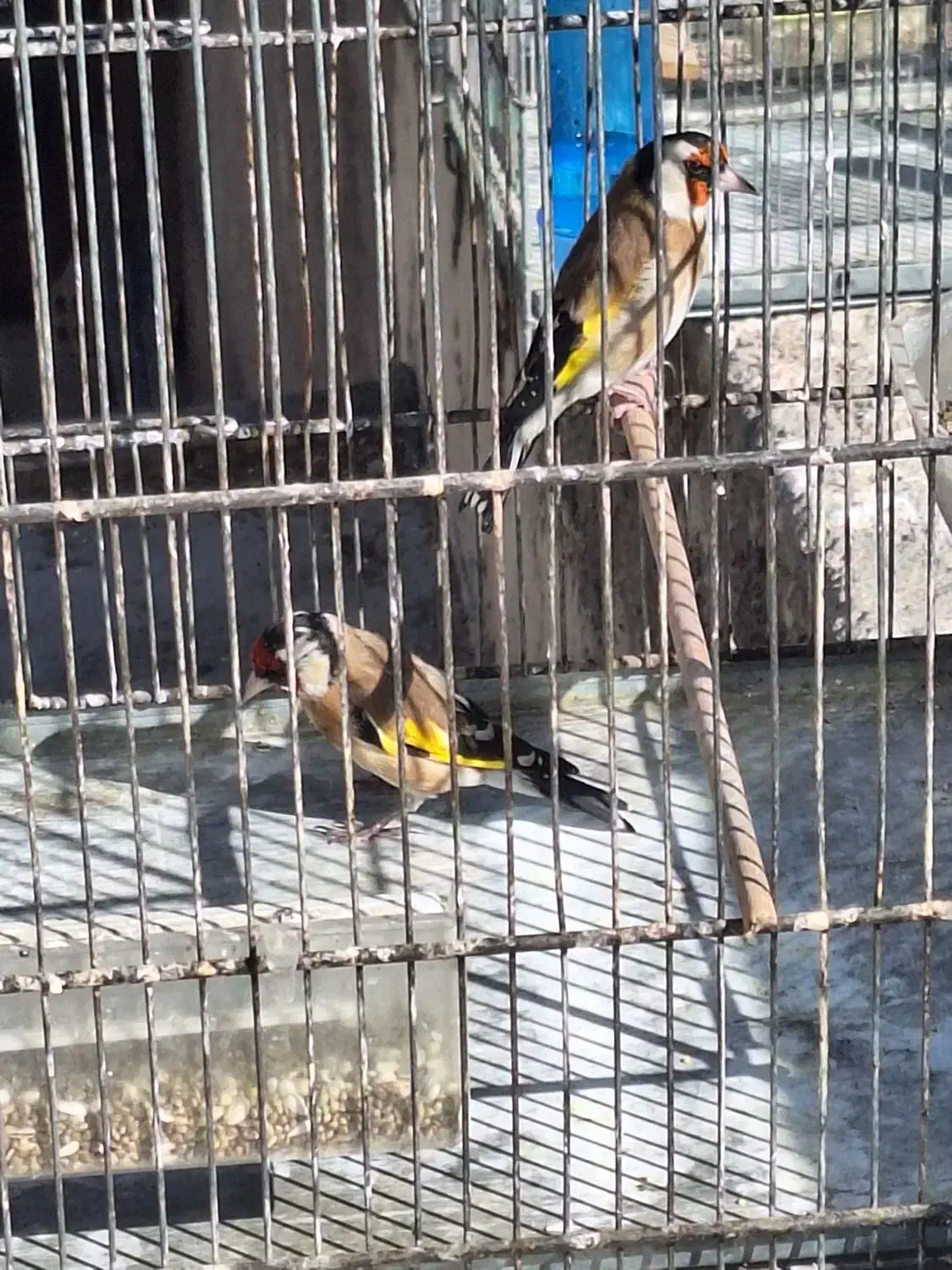 ماده سهره|پرنده|مبارکه, |دیوار