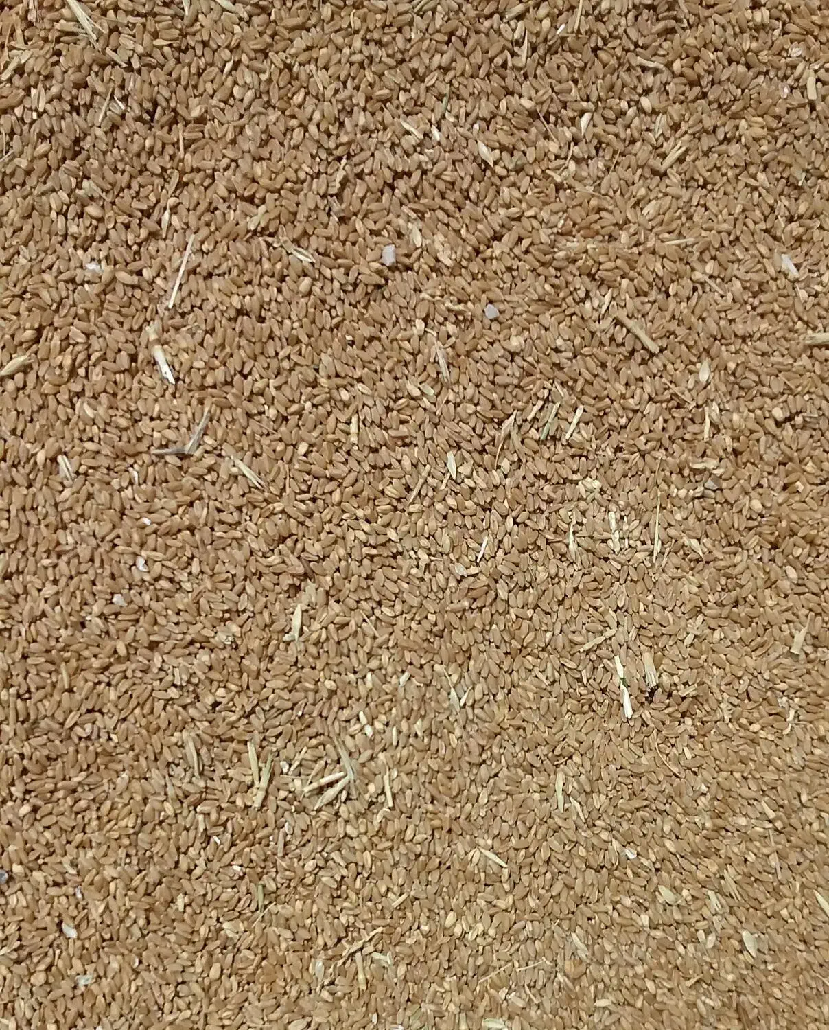 گندم ساجی|گل و گیاه طبیعی|ایلام, |دیوار