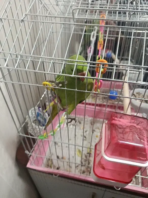 طوطی|پرنده|بندرعباس, |دیوار