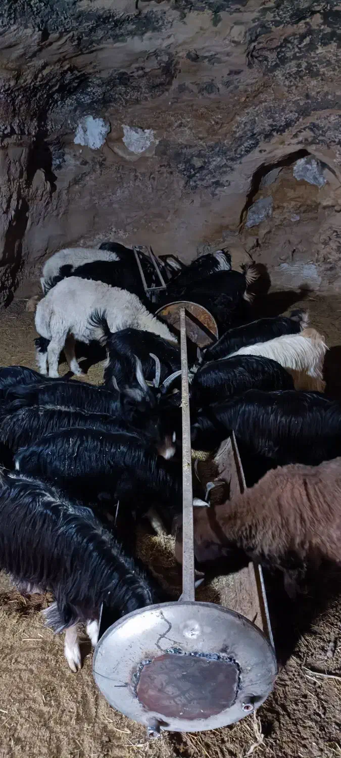 بزغاله|حیوانات مزرعه|کاشان, استرک|دیوار