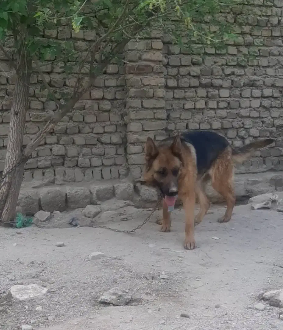 سگ ژرمن|حیوانات|بروجرد, |دیوار