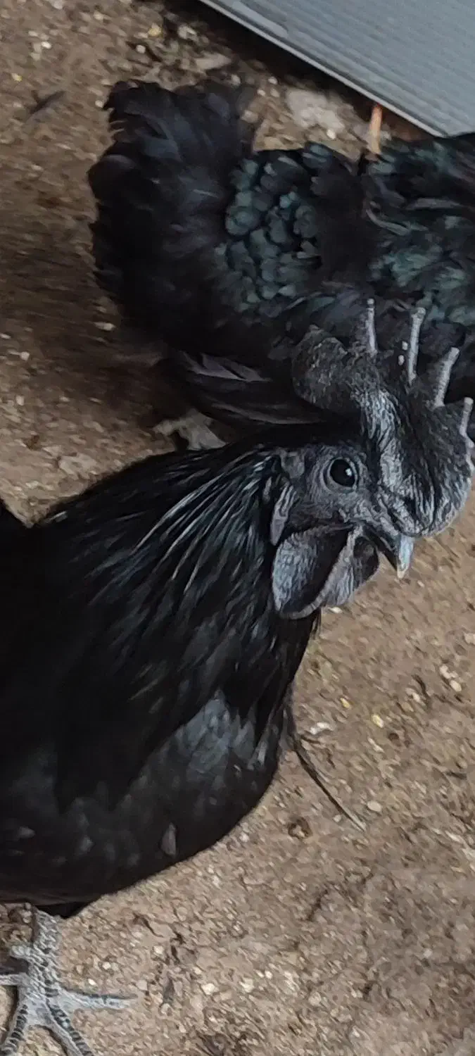 تخممرغ نطفه دار ایام سمانی|حیوانات مزرعه|گرگان, |دیوار