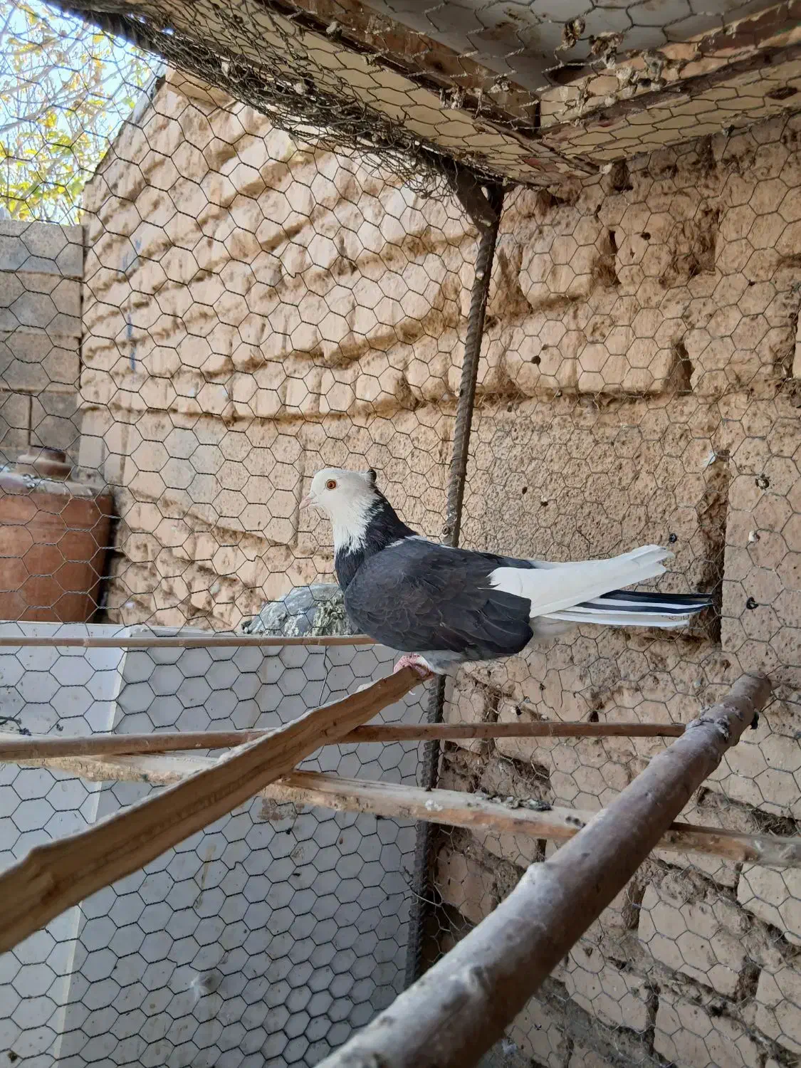 شیش عدد حیون نامبروان|پرنده|شازند, |دیوار