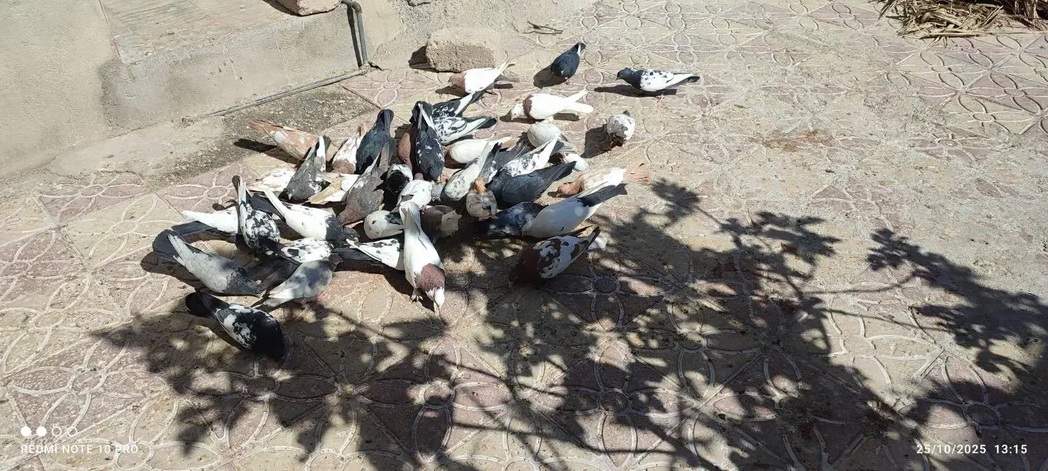 فروش کفتر|پرنده|داراب, |دیوار