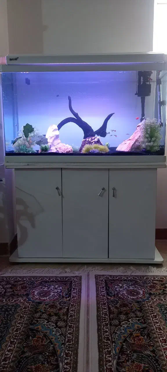 آکواریم|ماهی|اطاقور, |دیوار