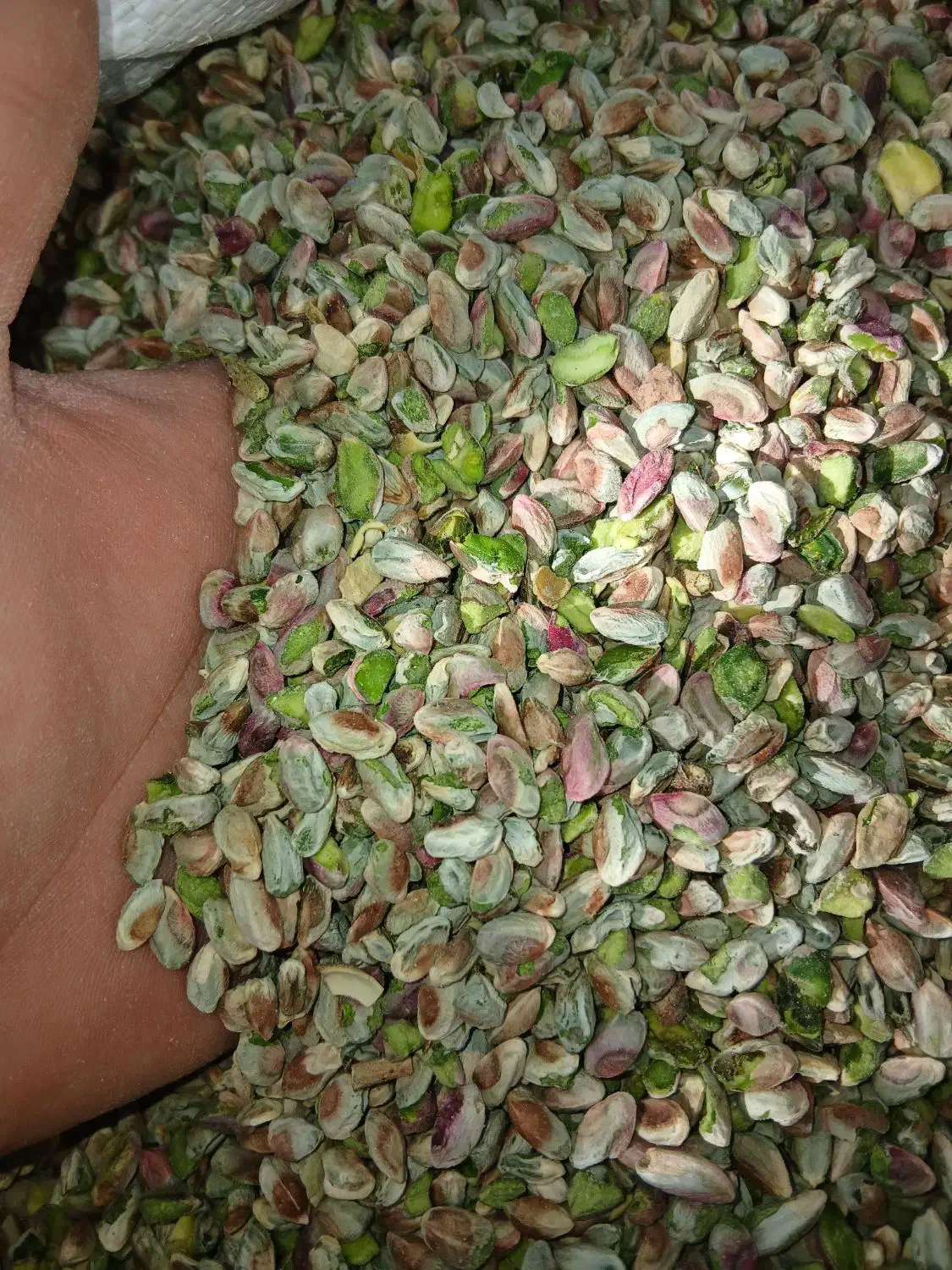 فروش مغز و پسته|خوردنی و آشامیدنی|مه ولات, |دیوار