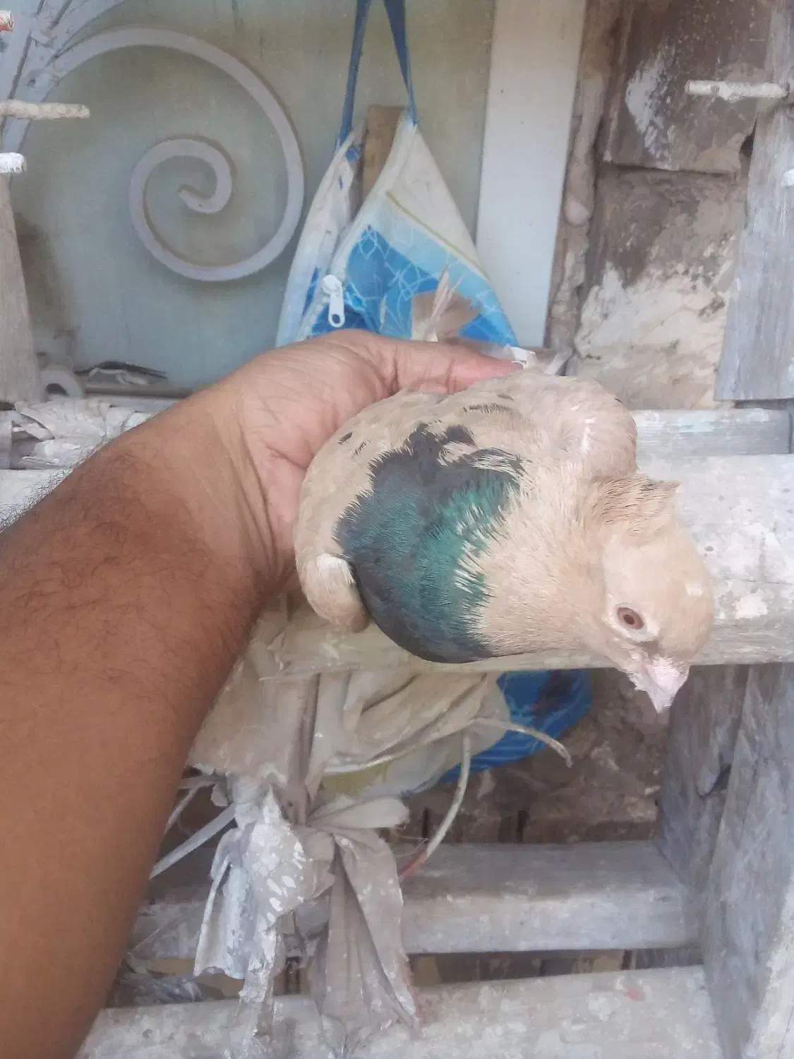 جفت زرد|پرنده|خرمشهر, |دیوار