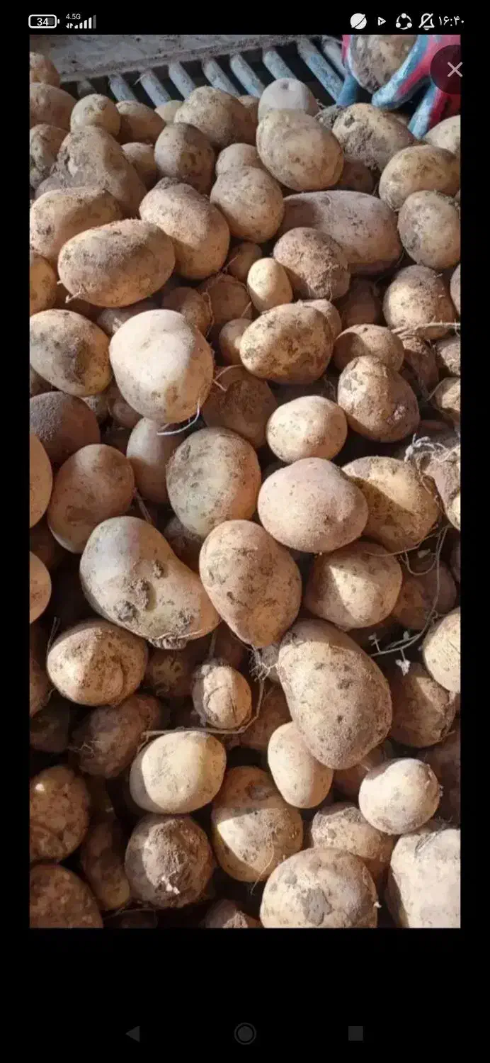 سیب زمینی|خدمات باغبانی و درختکاری|ایجرود, |دیوار