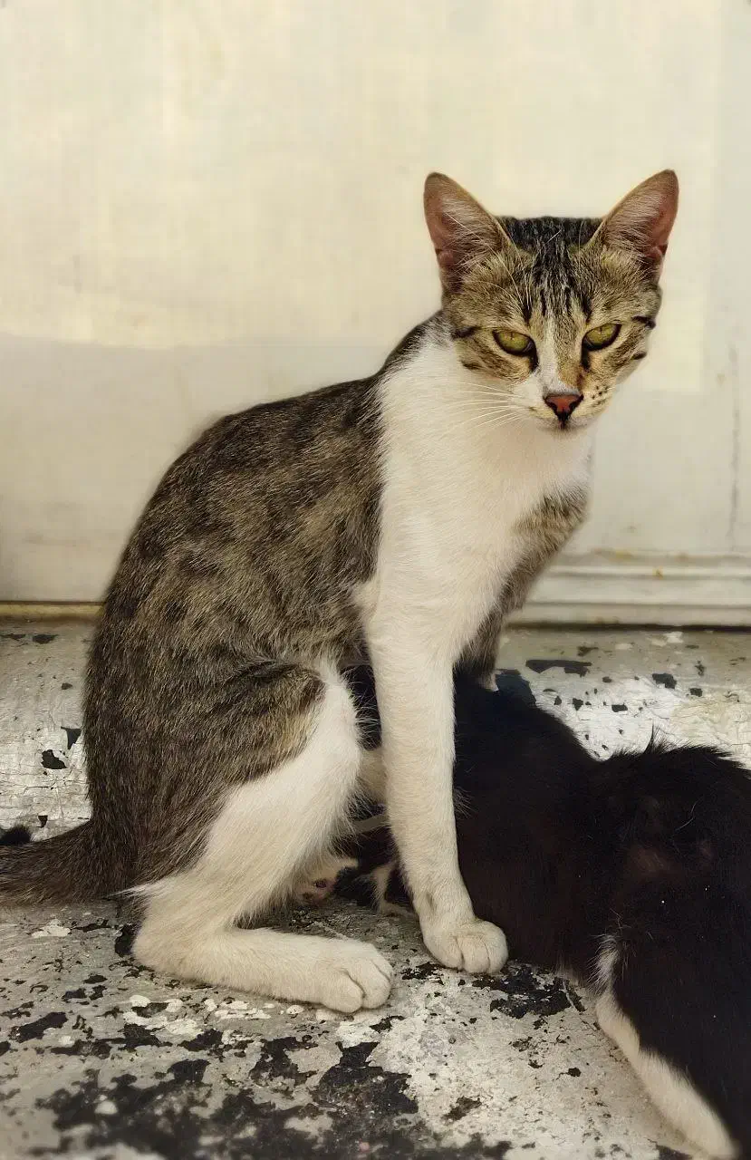 گمشده حوالی جاده همایون کوچه بیگلی/پاداش ویژه|حیوانات|زنجان, |دیوار